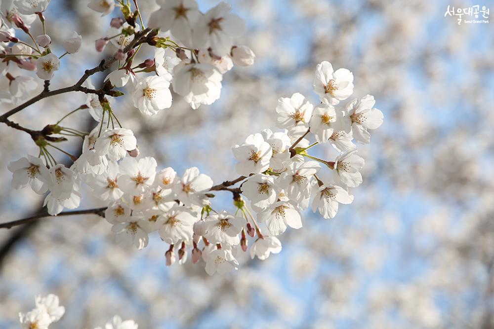 Scene of cherry blossoms at its peak in Seoul Gran