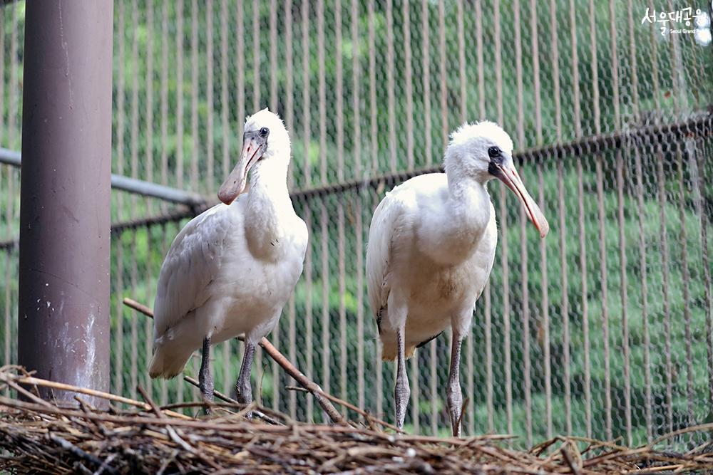 Artificially brooded black-faced spoonbills succee