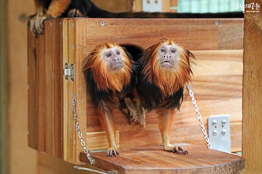 Golden-headed lion tamarin, a new family in Latin 