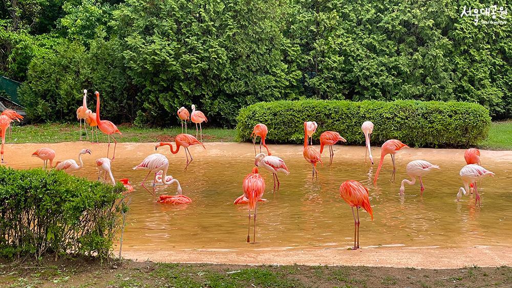 Happy 'Red-crowned cranes' in spring 