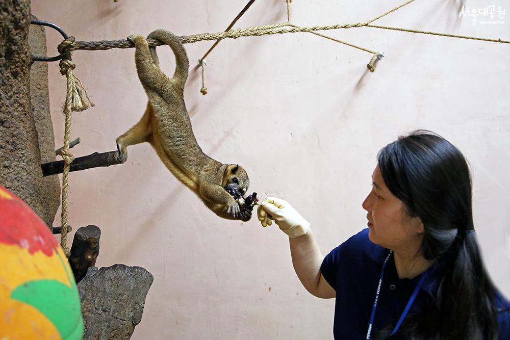 Animal of the month for April, ‘Kinkajou’ 