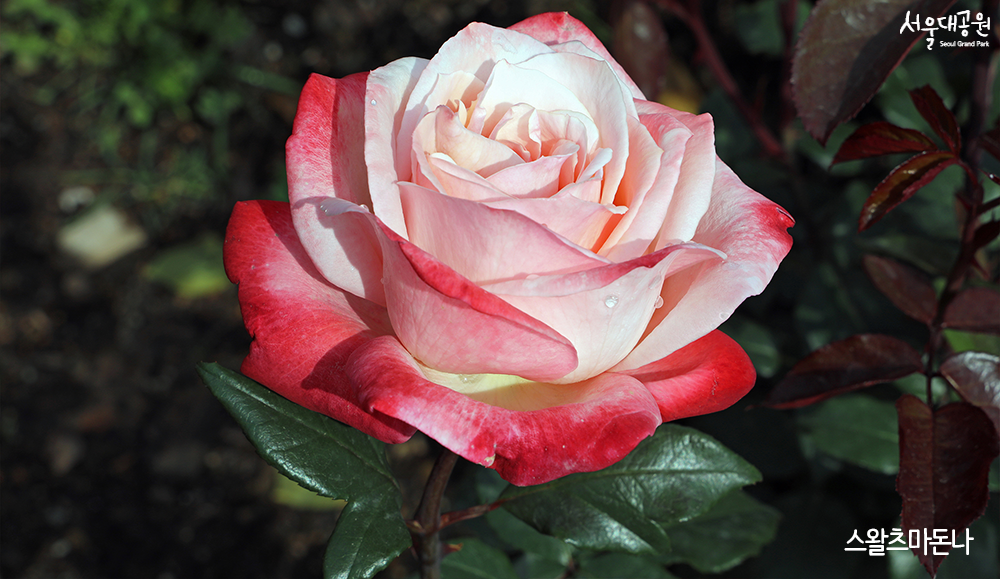 Digital flower viewing! Collection of roses in The