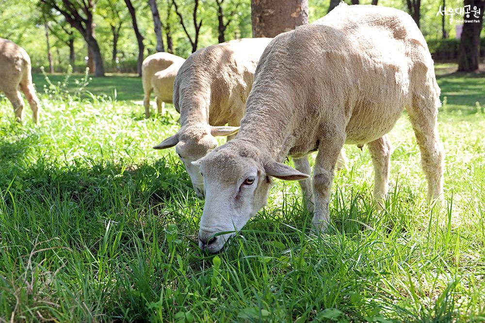 Sheep gorging on fresh grass! 