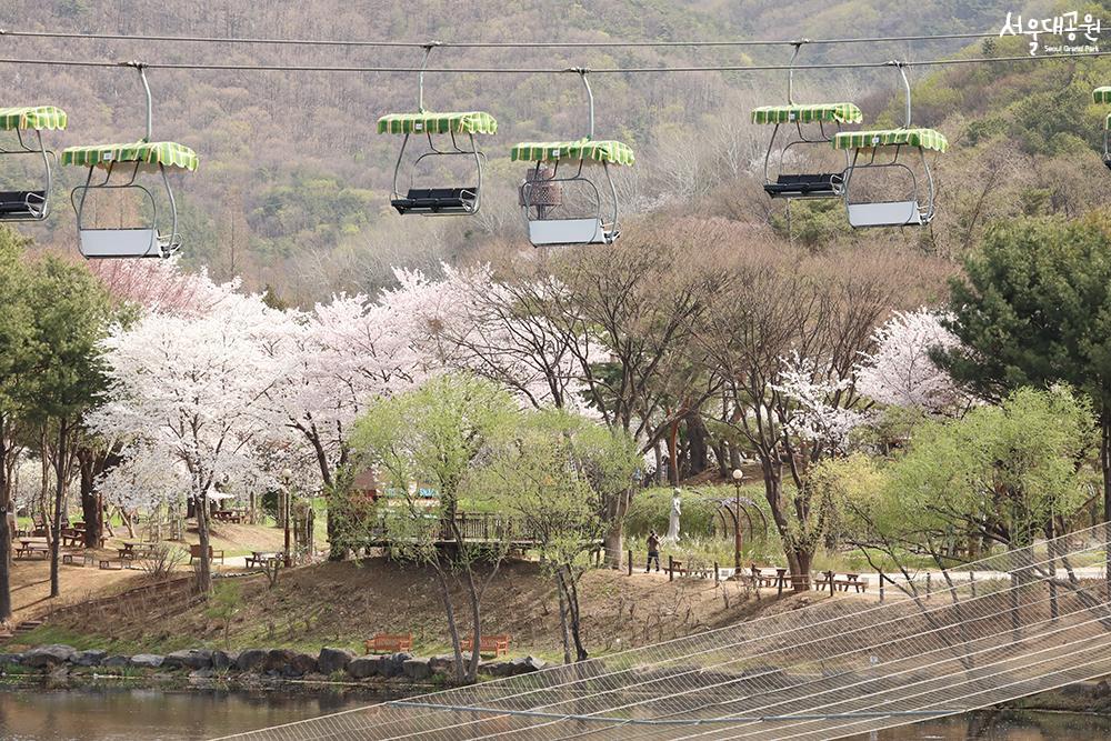 Scene of cherry blossoms at its peak in Seoul Gran