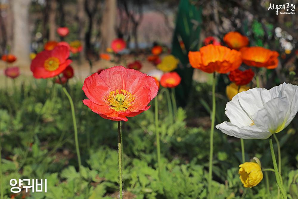 Enjoy spring flowers in full bloom in every corner