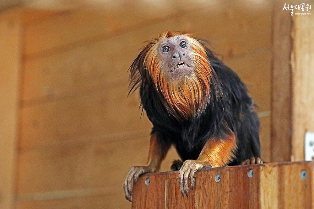 Golden-headed lion tamarin, a new family in Latin 