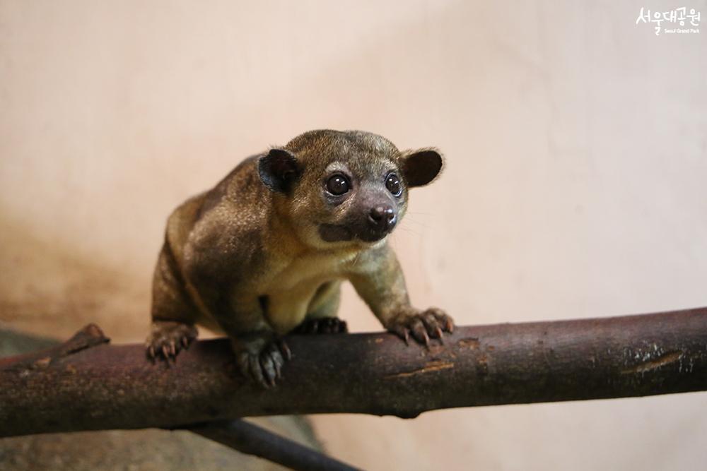 Animal of the month for April, ‘Kinkajou’ 