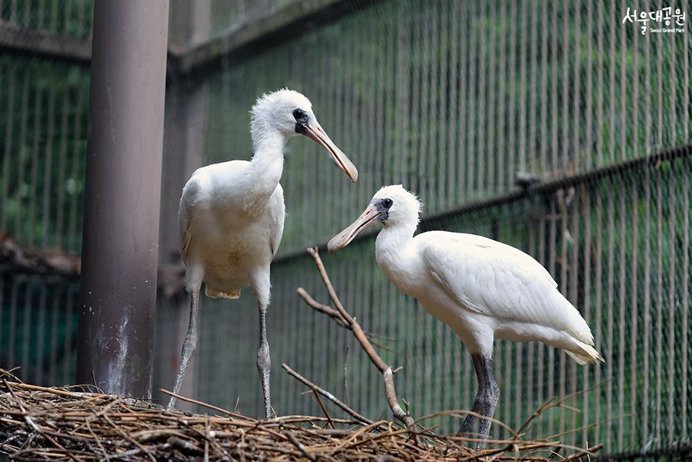 Artificially brooded black-faced spoonbills succee