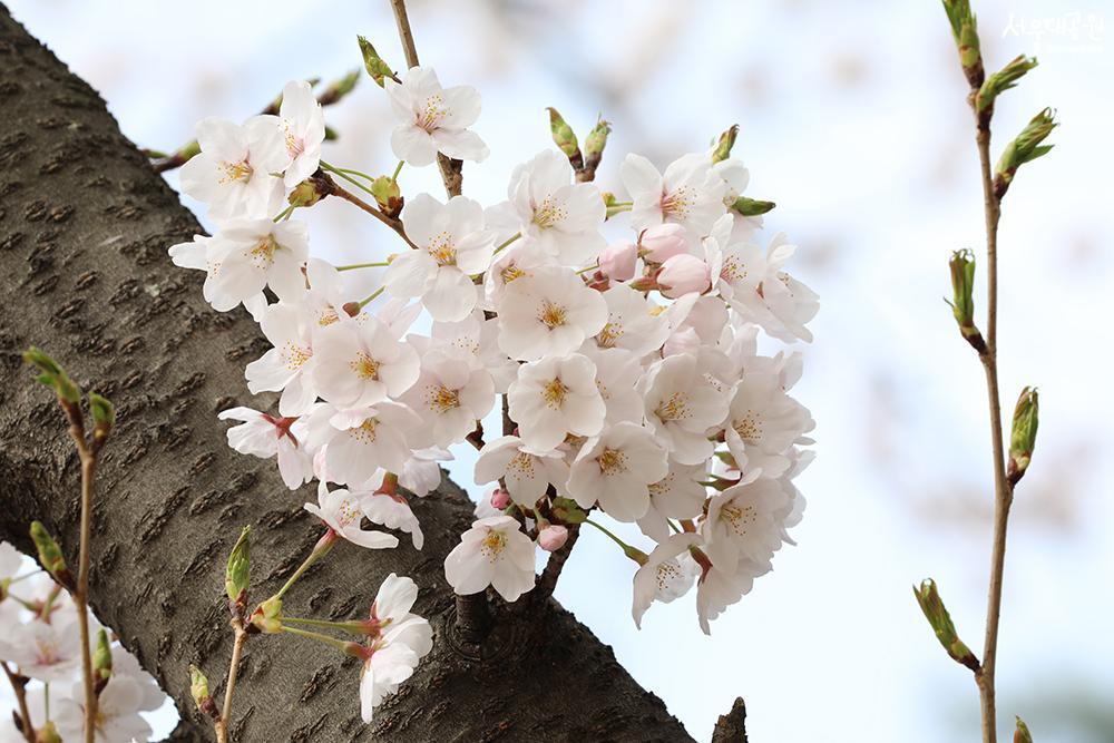 Scene of cherry blossoms at its peak in Seoul Gran