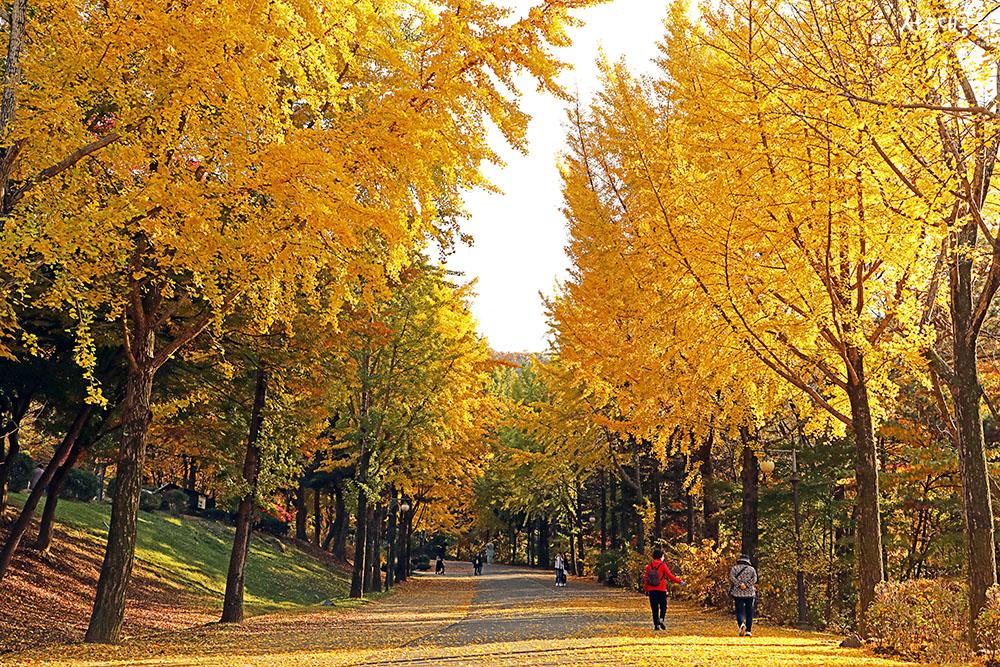 Autumn scenery at Seoul Grand Park