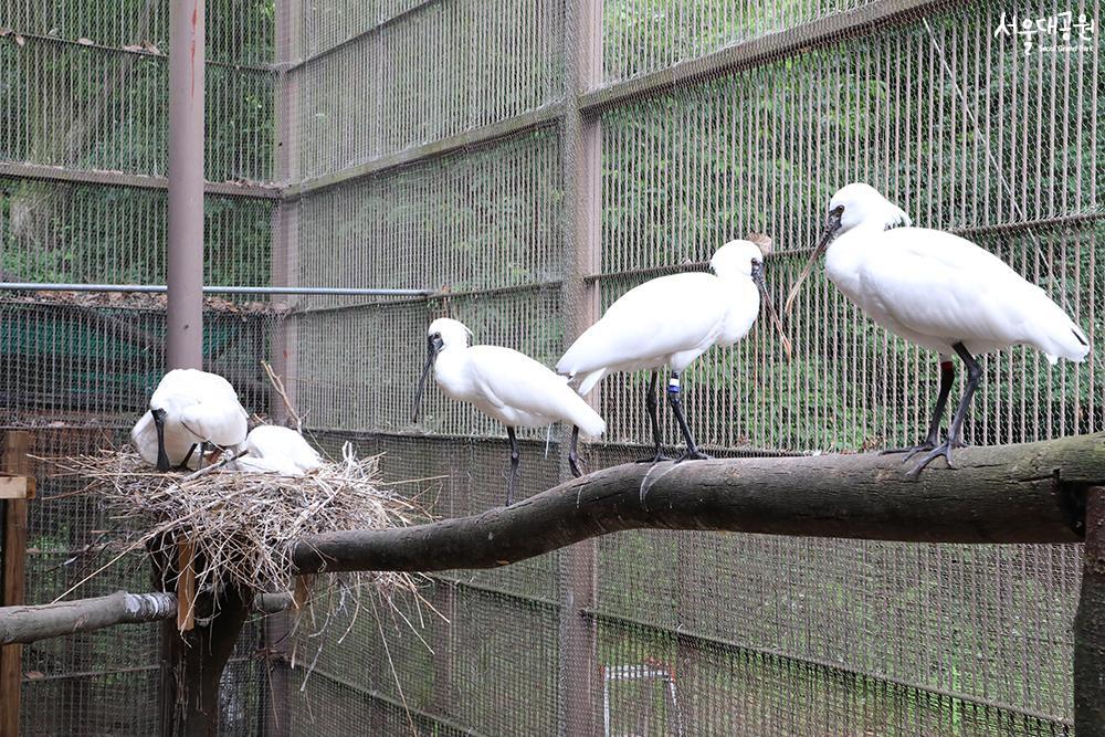 Artificially brooded black-faced spoonbills succee