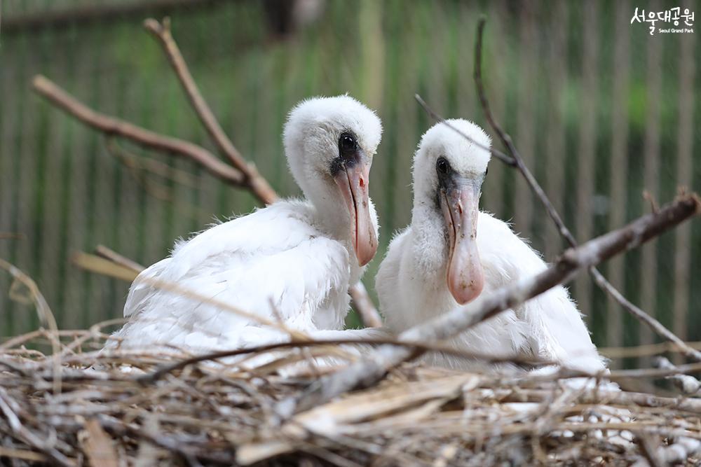 Artificially brooded black-faced spoonbills succee