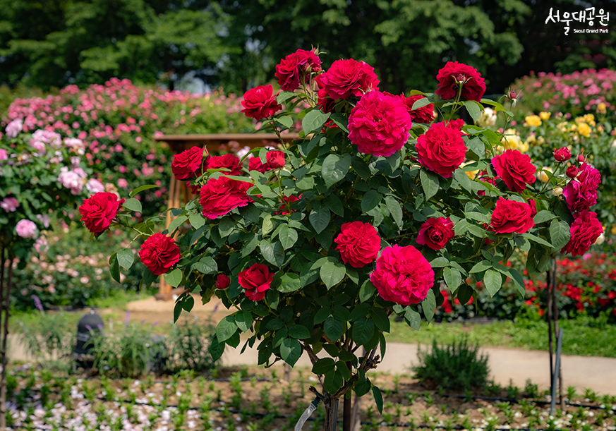 Look around Rose Garden in rose season!