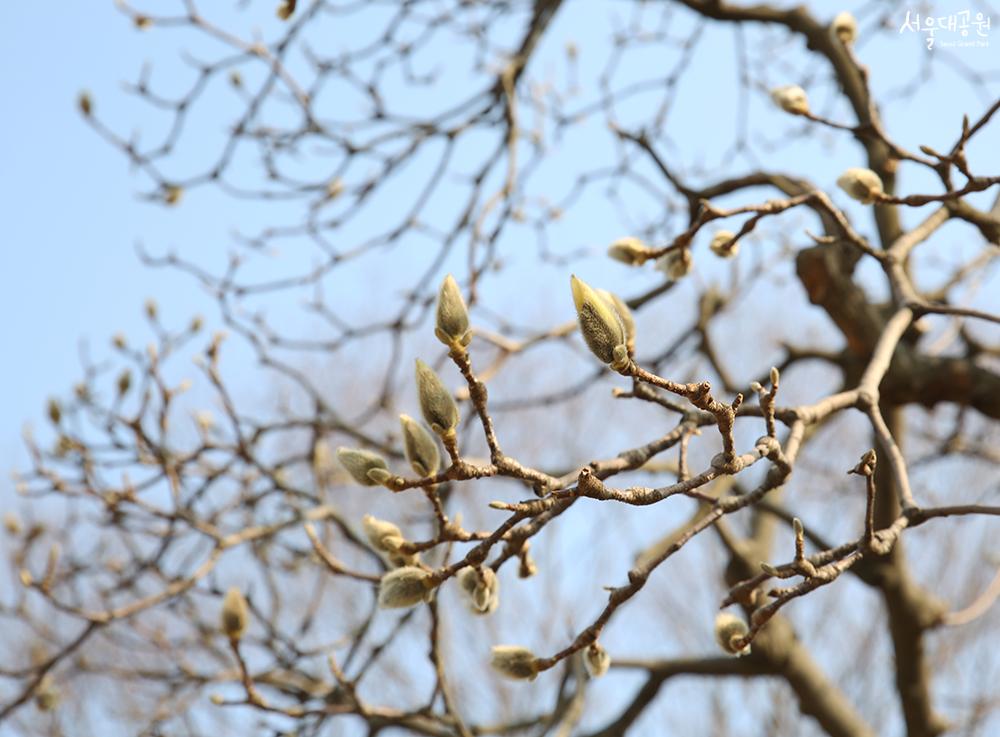 ‘Spring’ has returned to Seoul Grand Park 