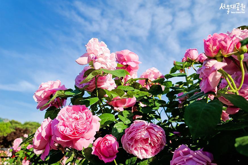 Look around Rose Garden in rose season!