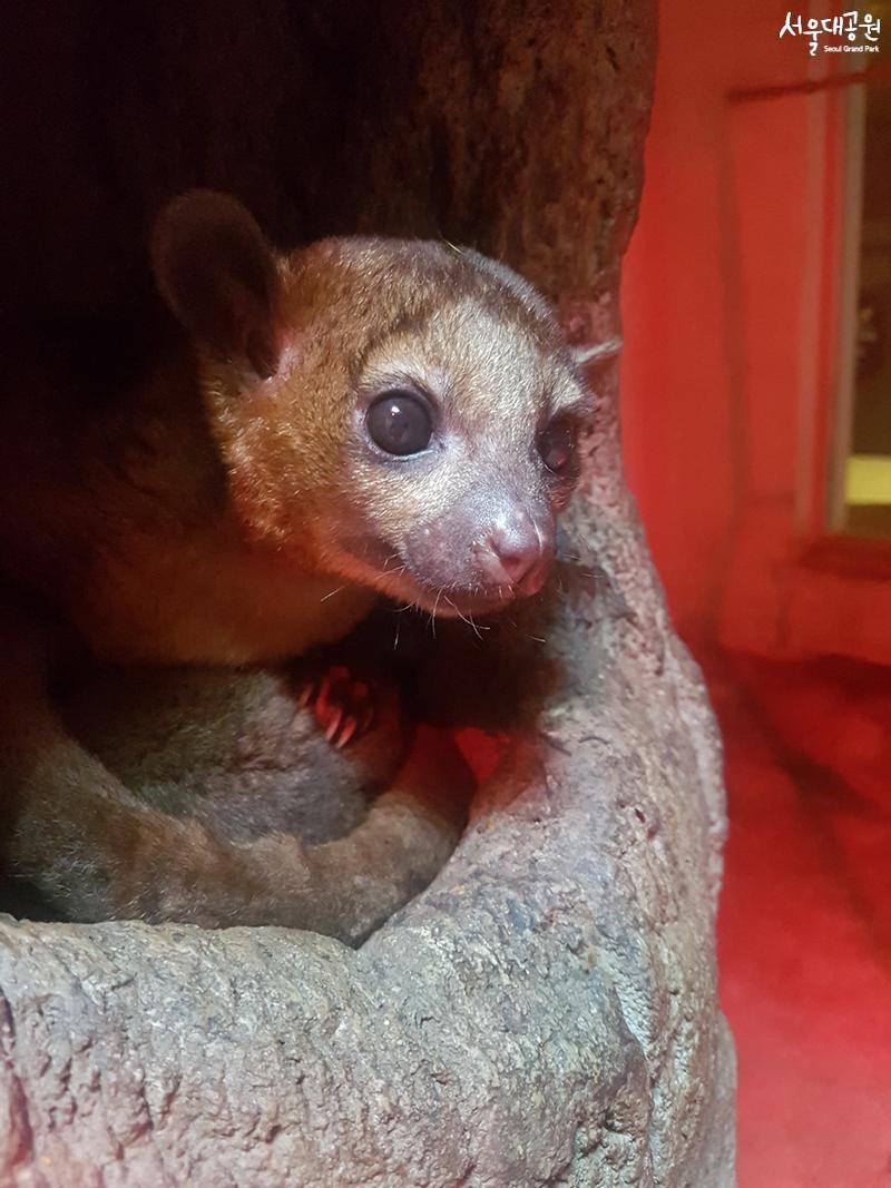 Animal of the month for April, ‘Kinkajou’ 