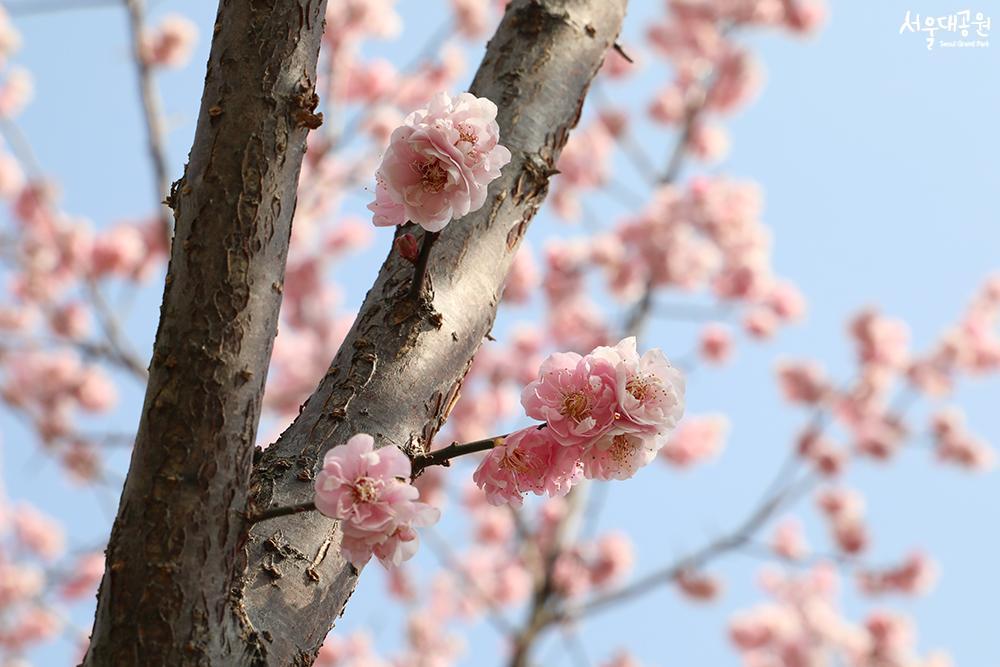 ‘Spring’ has returned to Seoul Grand Park 