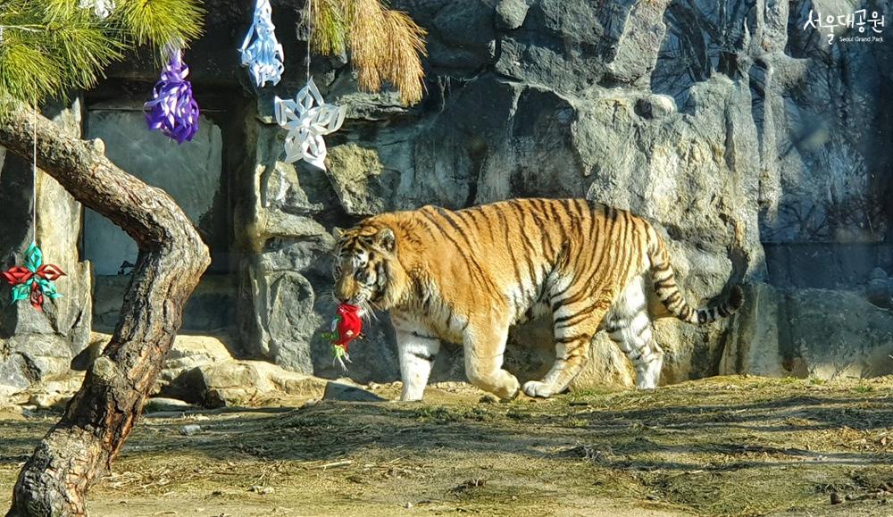 Christmas in the Seoul Grand Park