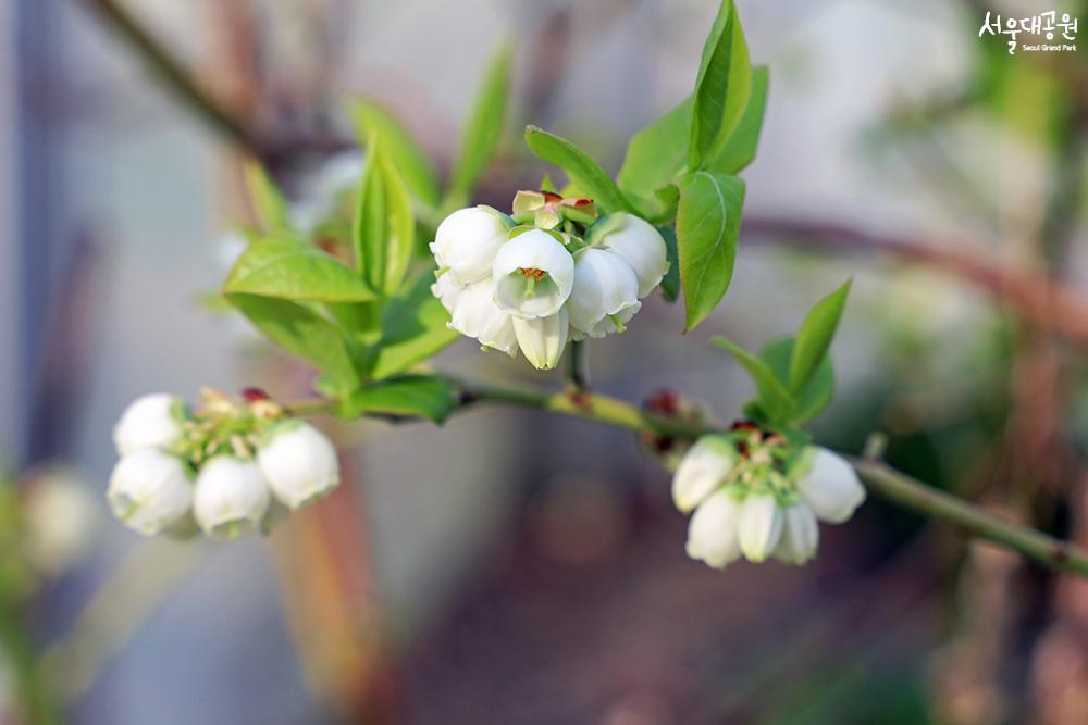 Spring flowers in full bloom, theme garden, garden