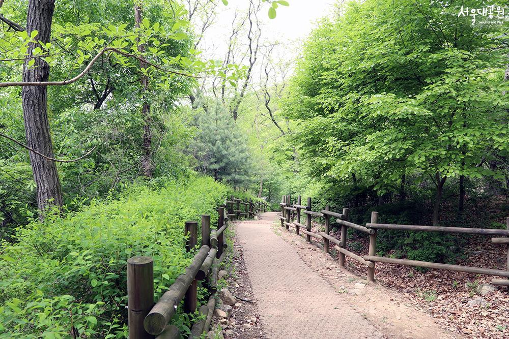 ‘Forest bathing trails’ for perfect strolls in May