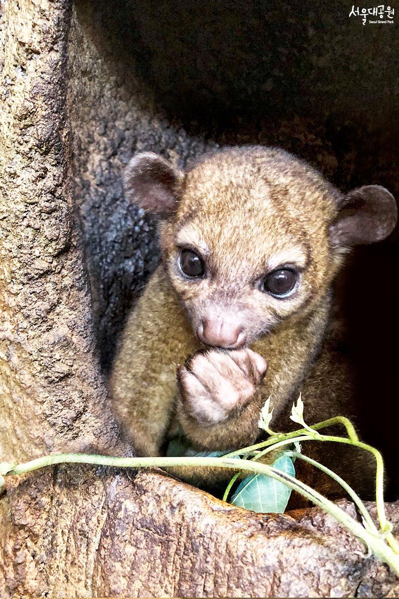 Animal of the month for April, ‘Kinkajou’ 