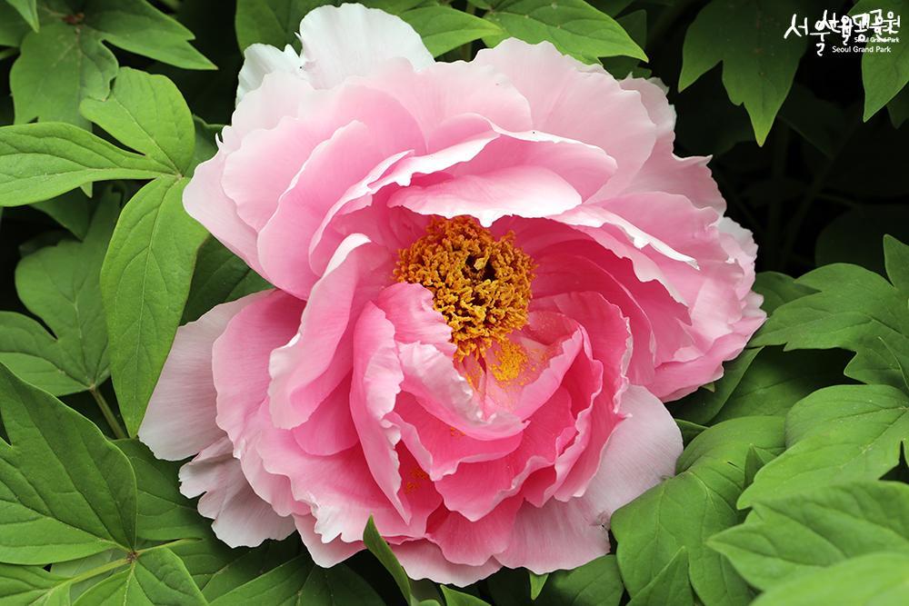 Peony in full bloom in theme garden 