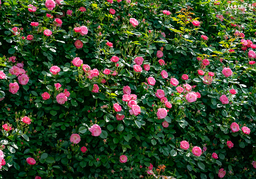 Look around Rose Garden in rose season!