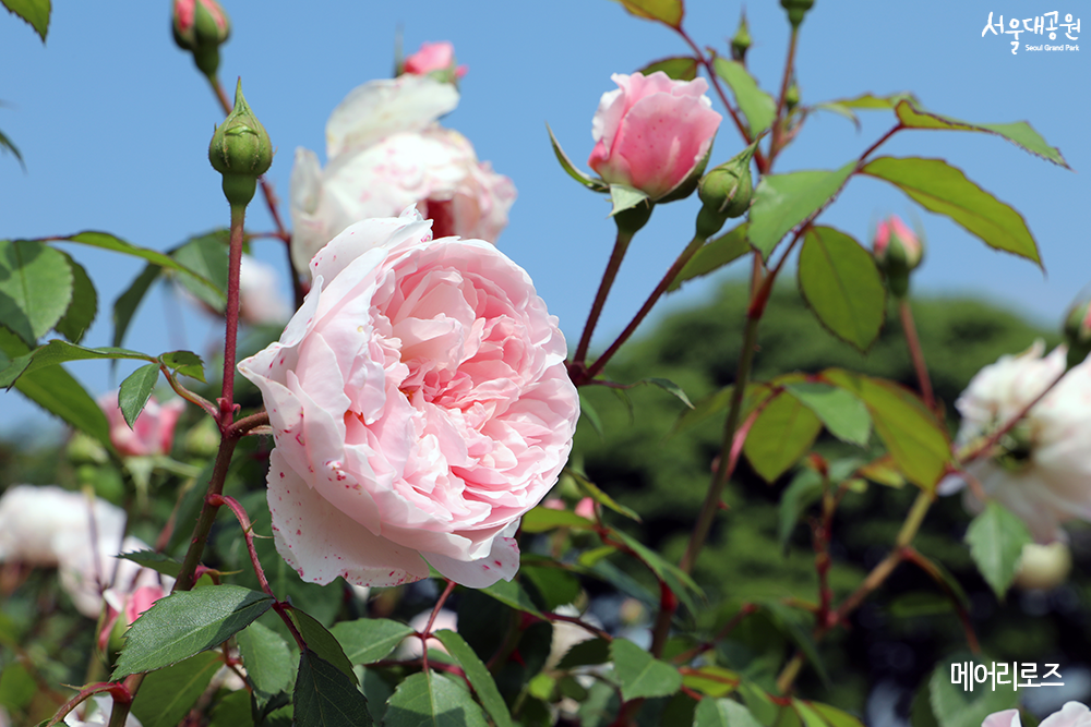 Digital flower viewing! Collection of roses in The