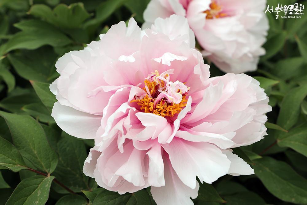 Peony in full bloom in theme garden 