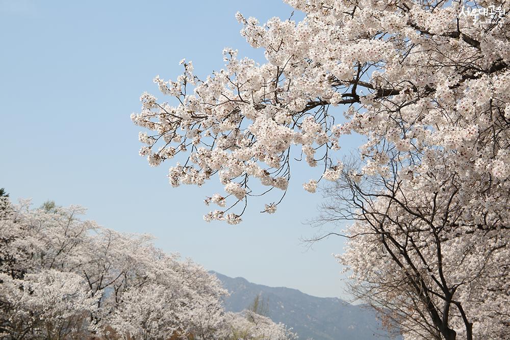 Time for Cheery Blossoms in Grand Park