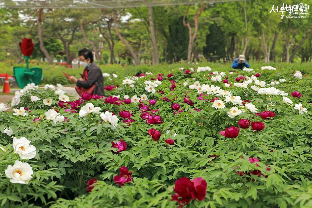 Peony in full bloom in theme garden 