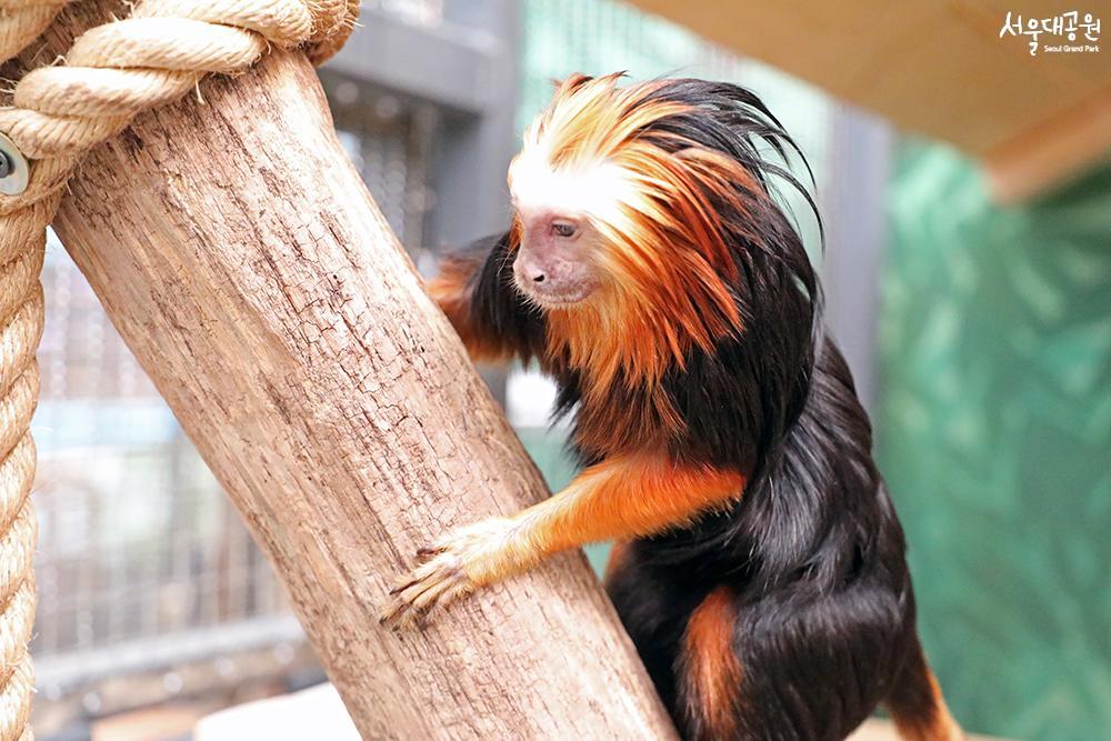 Golden-headed lion tamarin, a new family in Latin 