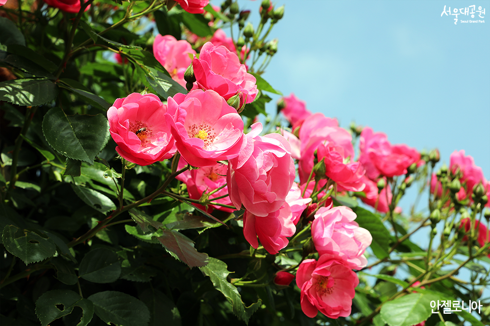 线上花假！主题花园玫瑰花集锦