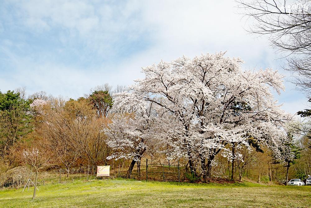 Time for Cheery Blossoms in Grand Park