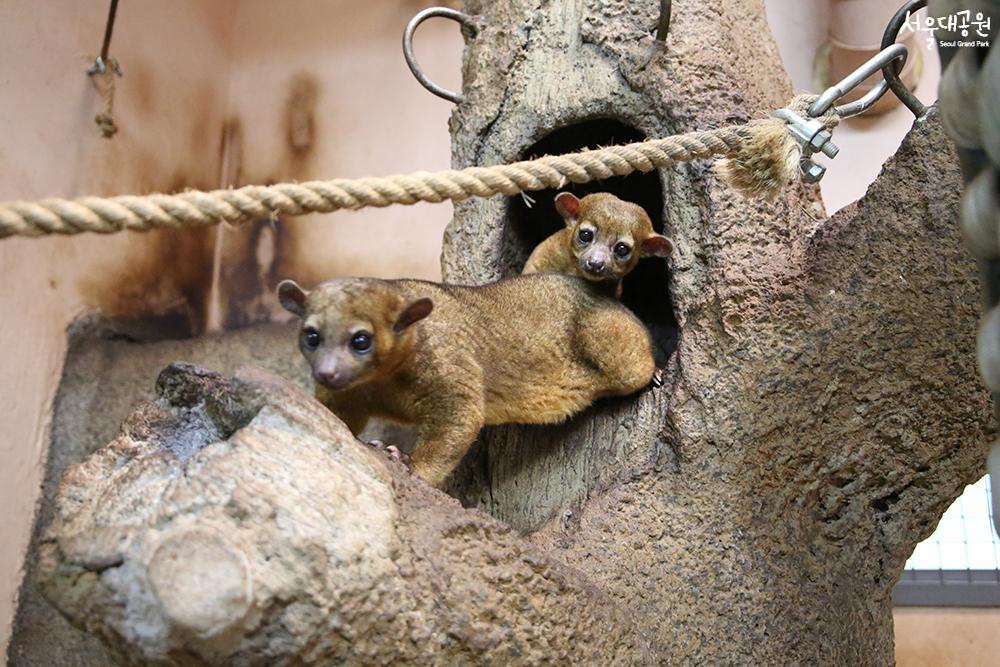 Animal of the month for April, ‘Kinkajou’ 