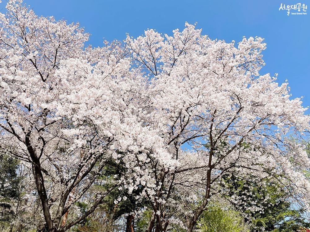 Time for Cheery Blossoms in Grand Park