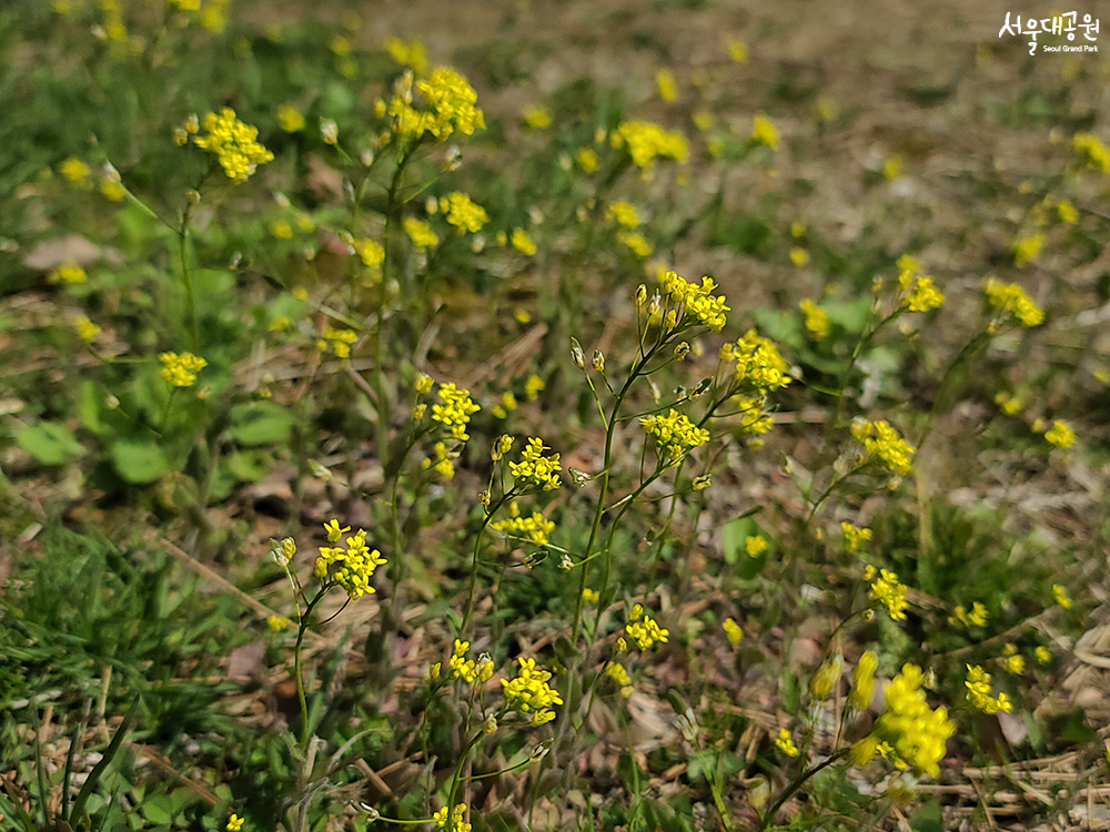 ‘Spring’ has returned to Seoul Grand Park 