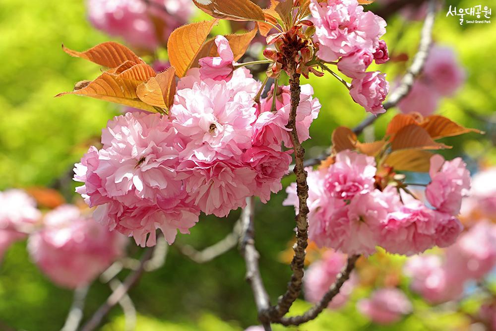 A pink wave! Cherry blossom ending starts here! 