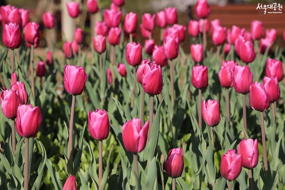 Spring flowers in full bloom, theme garden, garden