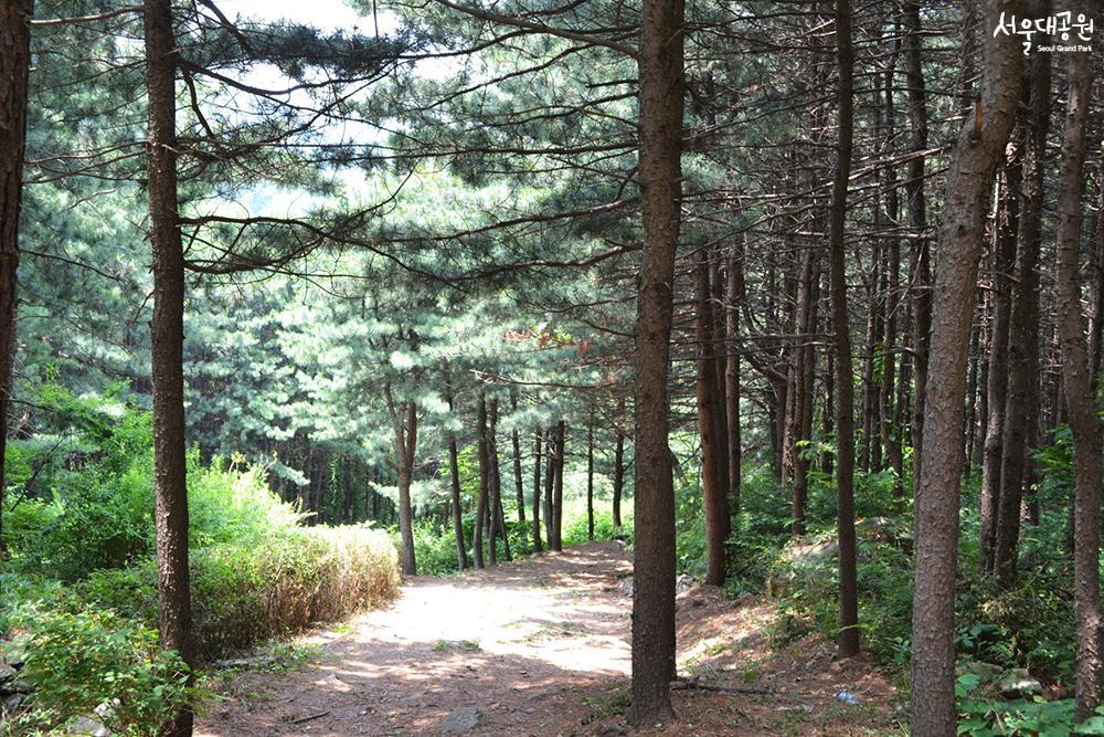 ‘Forest bathing trails’ for perfect strolls in May