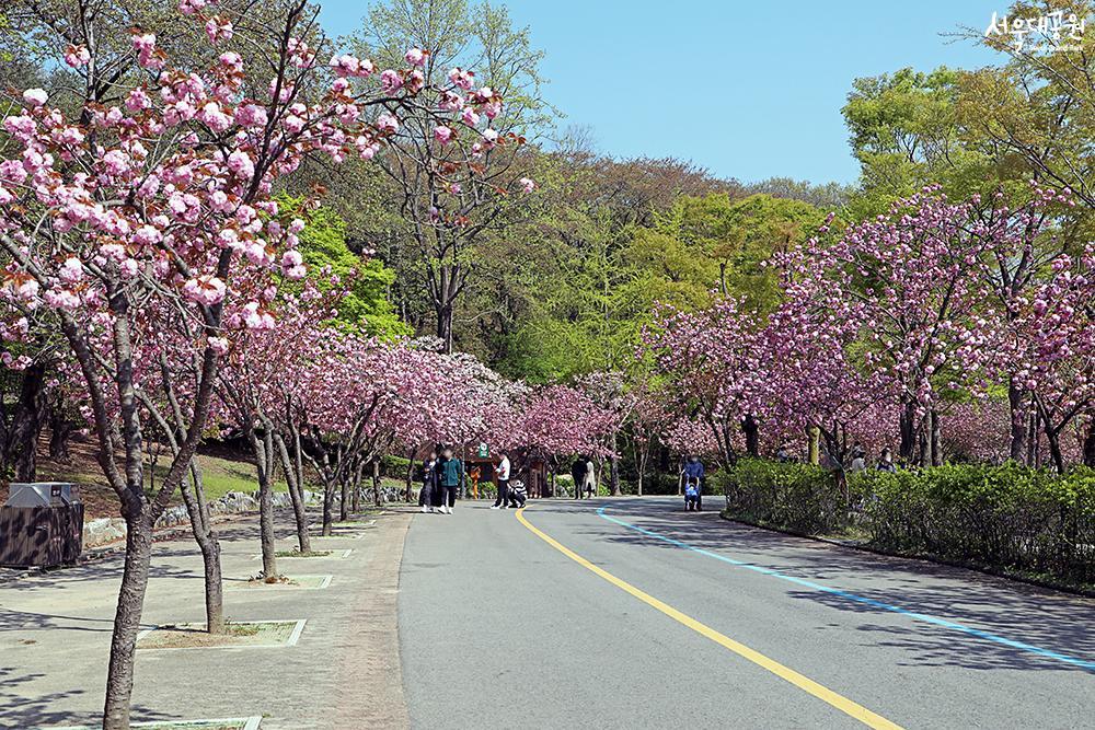 A pink wave! Cherry blossom ending starts here! 