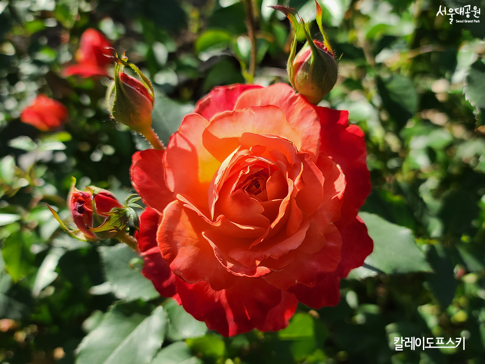 Digital flower viewing! Collection of roses in The