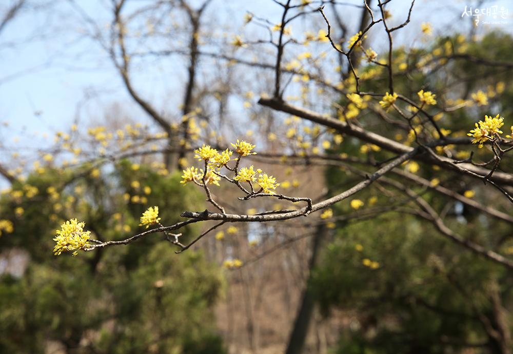 ‘Spring’ has returned to Seoul Grand Park 