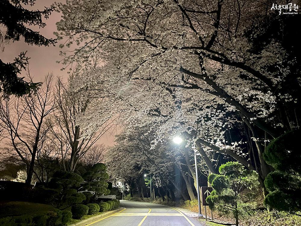 Time for Cheery Blossoms in Grand Park