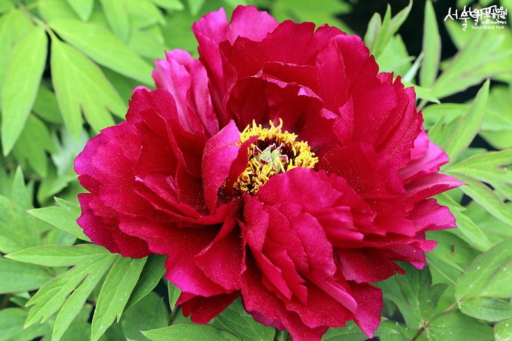 Peony in full bloom in theme garden 