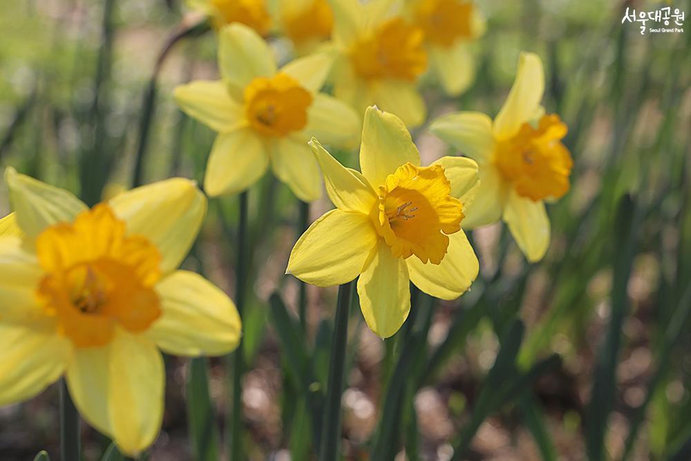 Spring flowers in full bloom, theme garden, garden