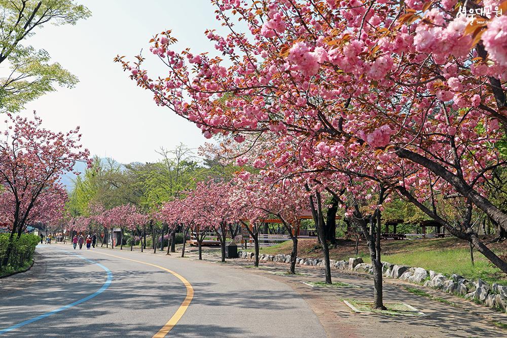 A pink wave! Cherry blossom ending starts here! 