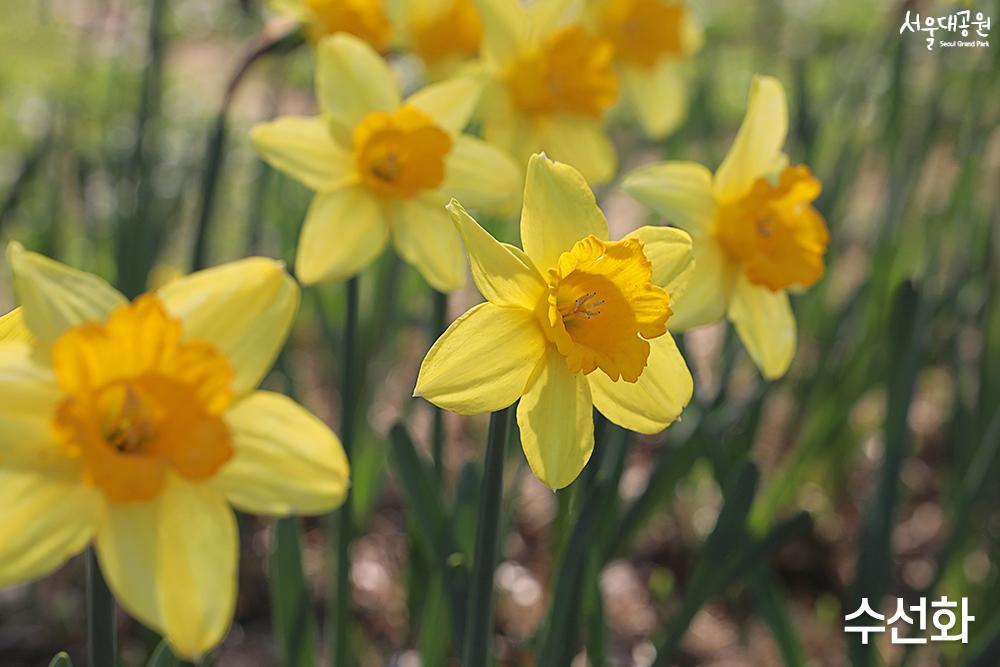 Enjoy spring flowers in full bloom in every corner