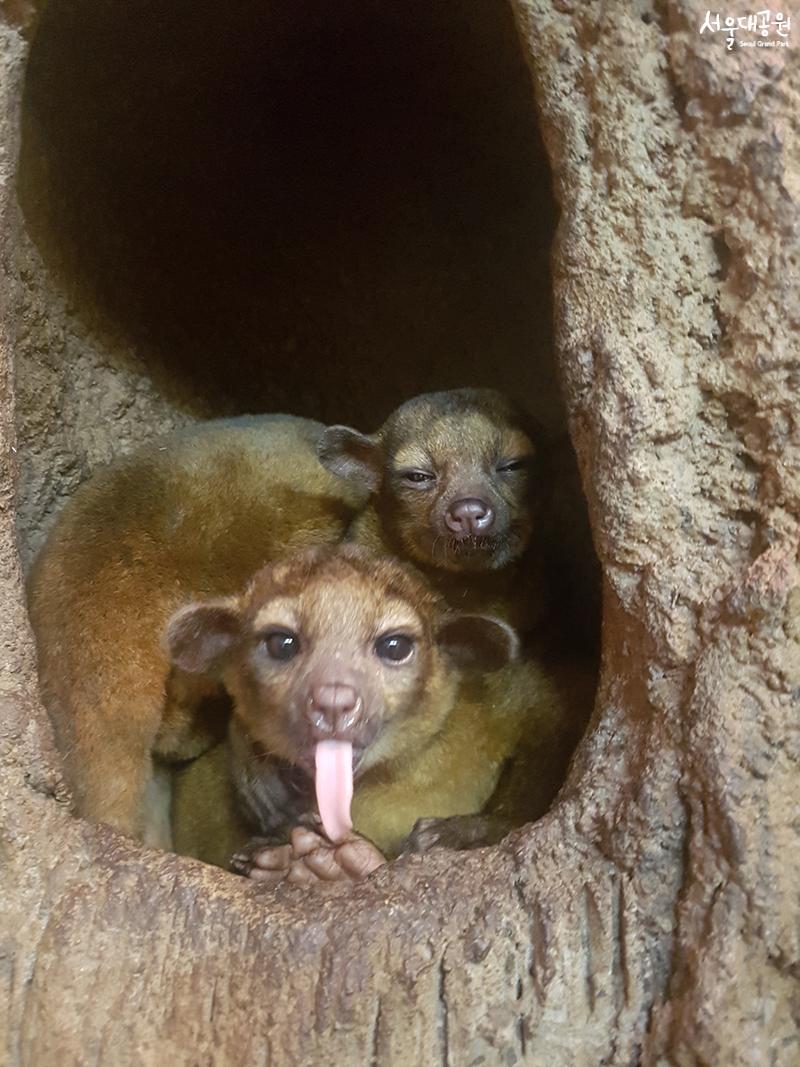 Animal of the month for April, ‘Kinkajou’ 