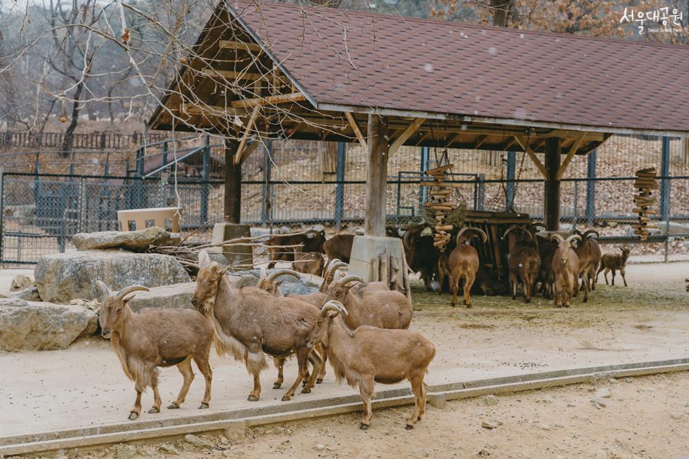 Winter scenery at the zoo